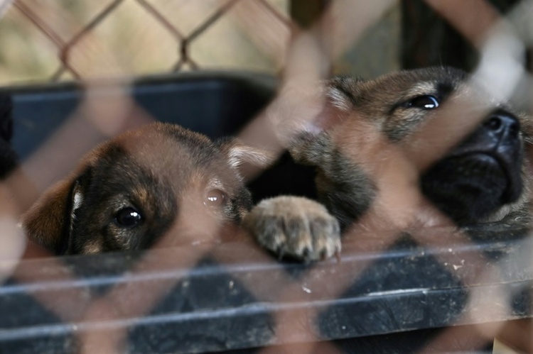 Besitzerin von Gnadenhof darf wegen Tierschutzmängeln nur noch fünf Hunde halten